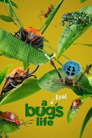 A Real Bug's Life Poster